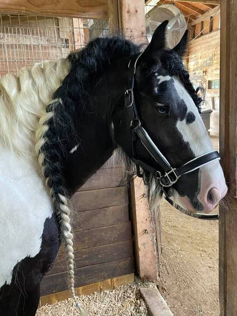 The Gypsy Vanner